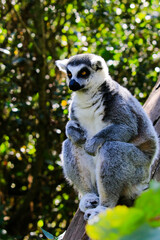 Lémurien Maki-catta