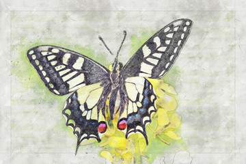 Fototapeta na wymiar Swallowtail butterfly , watercolor illustration work ; papilio machaon