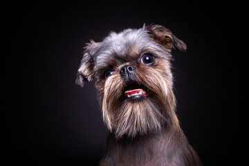 Small and cute Griffon dog close up portrait on dark background close up portrait on dark background