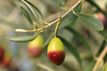 Olives on tree, fresh and healthy fruit, ready for harvest