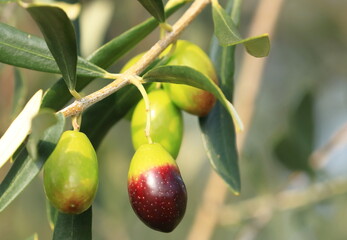 Olives on tree, fresh and healthy fruit, ready for harvest