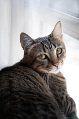 Portrait of a striped domestic cat.