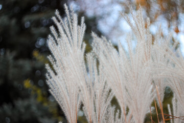 Blurred Bokeh Nature Background with Wild Dry Grass on Wind. Beautiful Defocused Aesthetic Wallpaper. Autumn Nature.