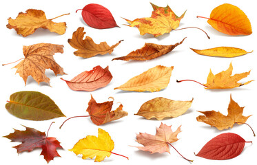 Fototapeta premium Autumn leaves isolated. Collection of colorful fallen autumn leaves isolated on white background. Autumn concept.