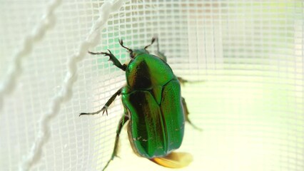 A green beetle crawls up the curtains in close-up