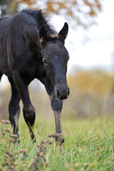 portrait of  black walking  colt at  cloudy  fall evening on field. farming life