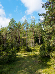 Fototapeta na wymiar Bayerischer Wald im Kreuther Tal. Naturschutzgebiet Weißachau entlang die Weißach zwischen Rottach-Egern und Pförner Brücke