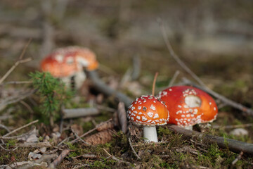 Fly agarics (Amanita muscaria) in natural forest floor.