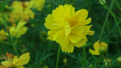 beautiful yellow flower in garden