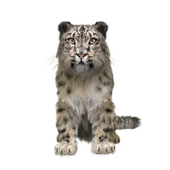 Snow Leopard sitting. 3D illustration isolated on transparent background.