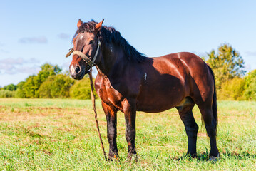 Obraz premium Brown Horse in a pasture of a farm. Chestnut Horse Standing Outdoor nature.Summer day.