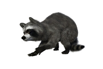 Obraz premium Raccoon foraging for food. 3d illustration isolated on transparent background.