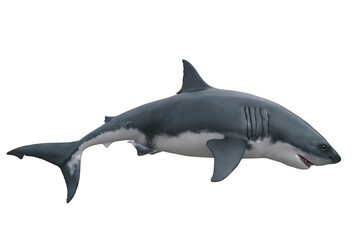 Great White Shark side view. 3D render isolated on transparent background.