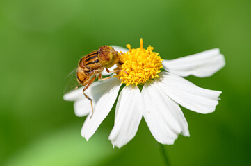Fototapeta premium Bees stay on flowers