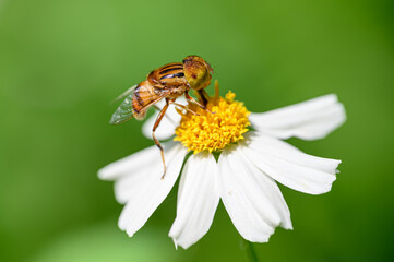 Bees stay on flowers