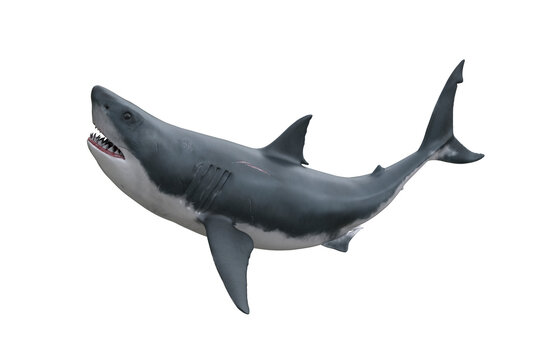 Great White Shark attacking. 3D render isolated on transparent background.