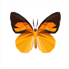 butterfly isolated on white background