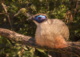 Giant coua. Birds watching. Portrait