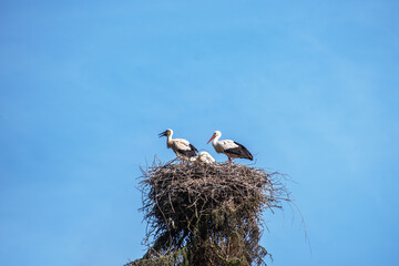 Storks in the nest against the blue sky