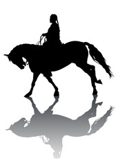 Horse with a riders women on a white background