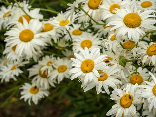 daisies in a garden