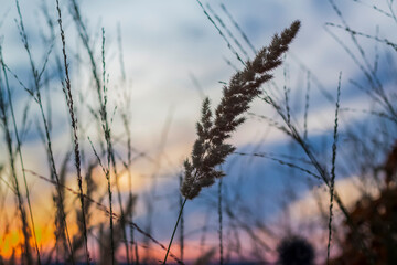 Obraz premium Summer abstract nature background with grass in the meadow and sunset sky behind. Natural landscape. Macro photography of blades of grass. landscape during sunset.