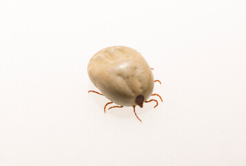 Ixodes ricinus, the castor bean tick, is a chiefly European species of hard-bodied tick. Female.