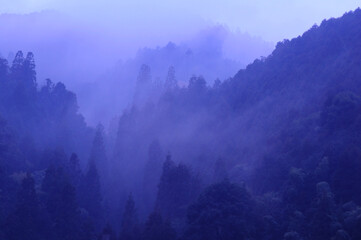 霧に包まれた静寂な山間の森の風景
