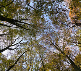 Trees in the sky