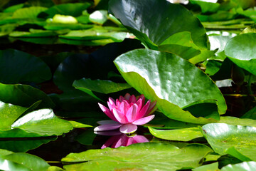 Nymphaea also known as the European water lily, water rose or nenuphar. Nymphea James Brydon