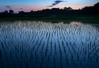 薄明り時の水田（愛知県）