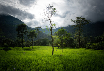 ネパールの山間に広がる緑豊かな田園風景