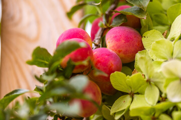 Prunus domestica pertenece a la familia Rosaceae.