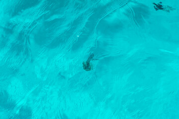 Jellyish in the crystal clear water of Comino Island,  Malta