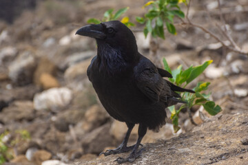 Corvus Corax over a volcano in Lanzarote island,  Spain