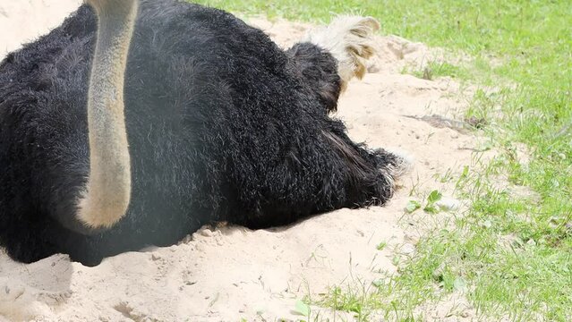 Black ostrich lies on the sand in summer. Flightless bird in the wild.