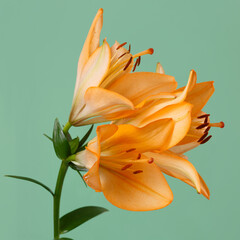 Fototapeta na wymiar A bouquet of orange lilies isolated on green background.