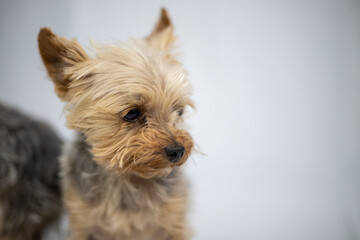 two Little Yorkshire Terrier are in front of a white screen
