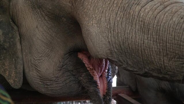 Hungry elephant being fed bananas by tourists and children in one of thailands sanctuaries.