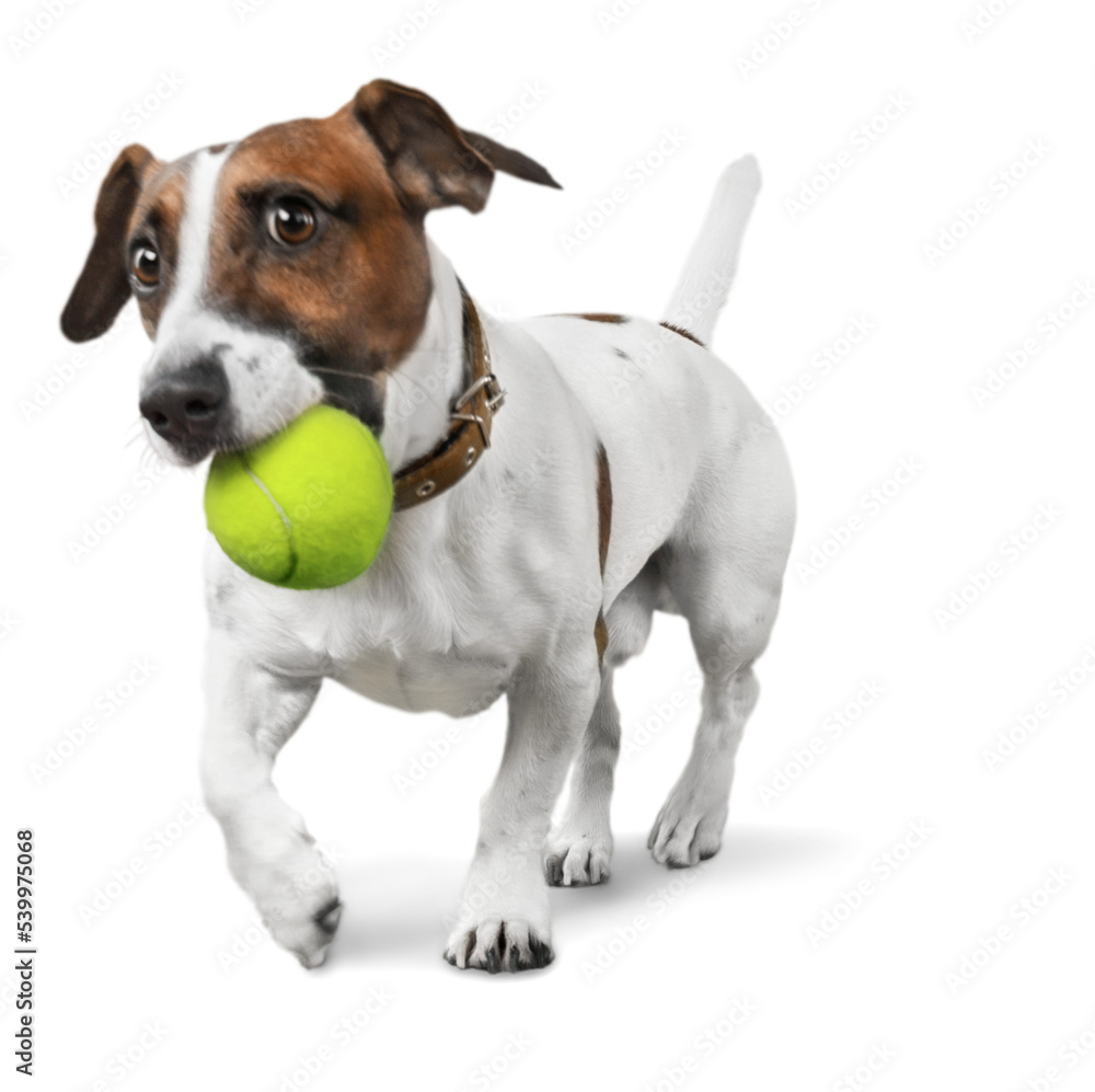 Sticker Jack Russell Terrier with a Tennis Ball in Mouth