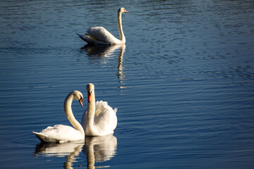 Swans on the Pond in Autumn