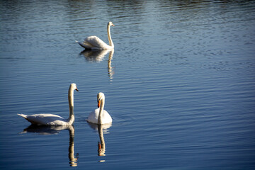 Swans on the Pond in Autumn