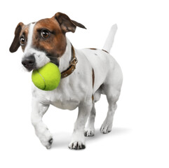 Jack Russell Terrier with a Tennis Ball in Mouth