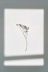 A twig on a white background in the rays of sunlight. Beautiful abstract background.