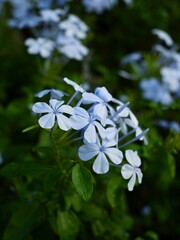 Beautiful Plumbago auriculata flowers in public park.