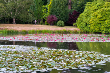 Red and while water lilies on a pond