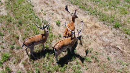 Top view of red deer walking in a green field and looking up at the drone