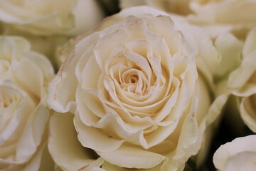 close up of roses