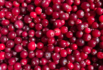 Background from cranberries. Proper nutrition. Cooking food. Ingredient. Red background.