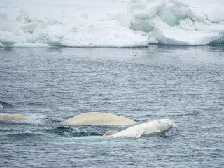 A small pod of beluga whales (Delphinapterus leucas), consisting of several males and one lone female mating, Svalbard